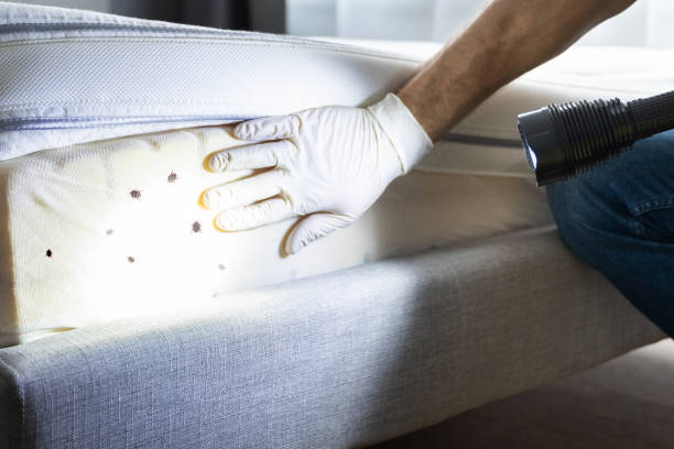 Flea Control Services in Moon Lake, FL