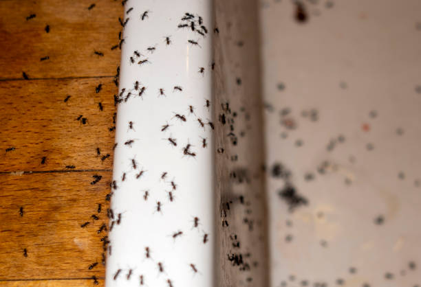 Best Best Pest Control Companies  in Moon Lake, FL