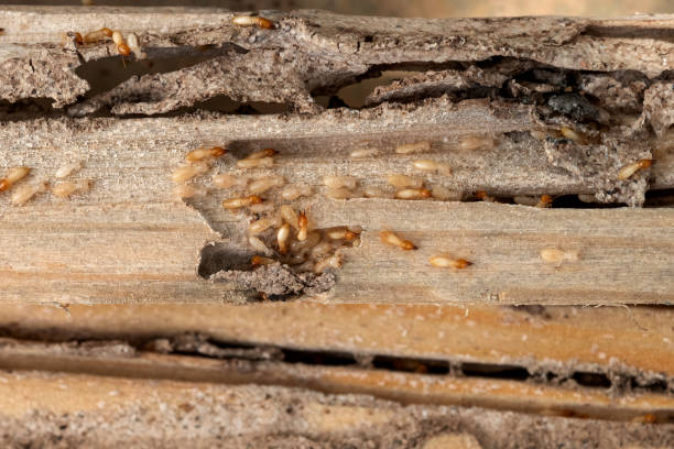 Best Pest Inspection Near Me  in Moon Lake, FL
